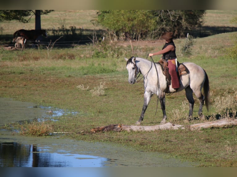 American Quarter Horse Castrone 7 Anni 157 cm Grigio in Carthage