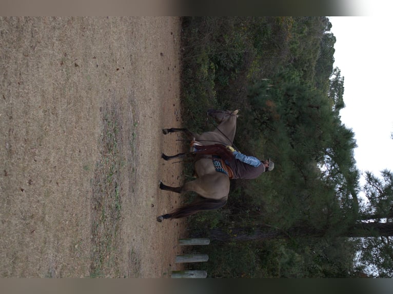 American Quarter Horse Castrone 7 Anni 157 cm Grullo in Manns Harbor