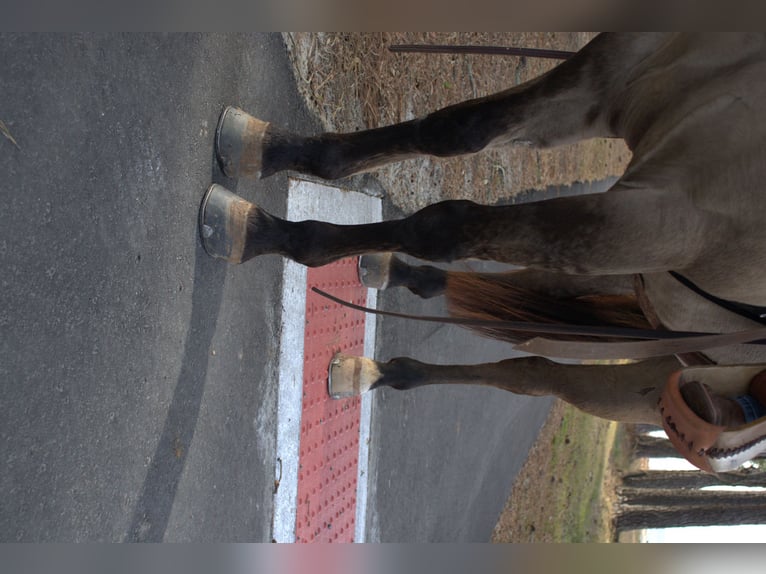 American Quarter Horse Castrone 7 Anni 157 cm Grullo in Manns Harbor