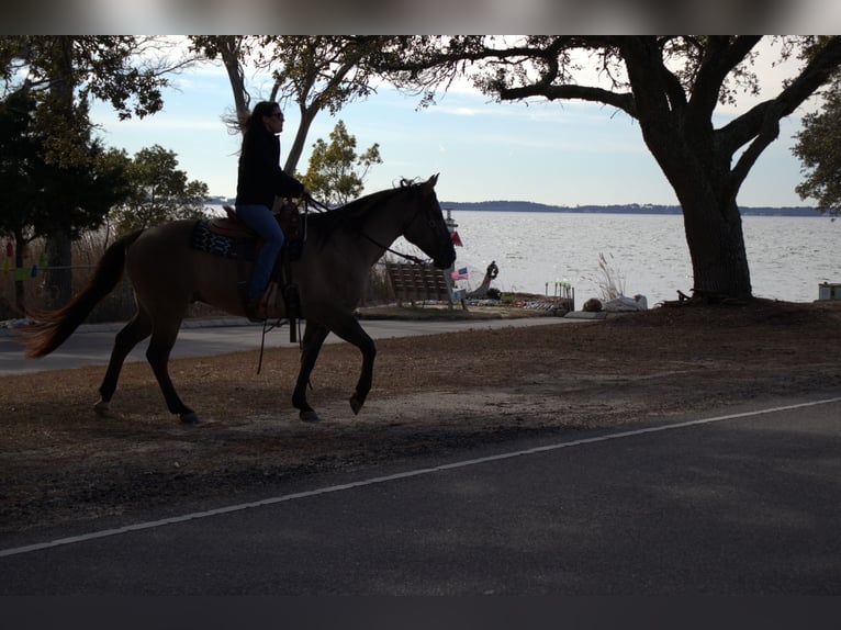 American Quarter Horse Castrone 7 Anni 157 cm Grullo in Manns Harbor