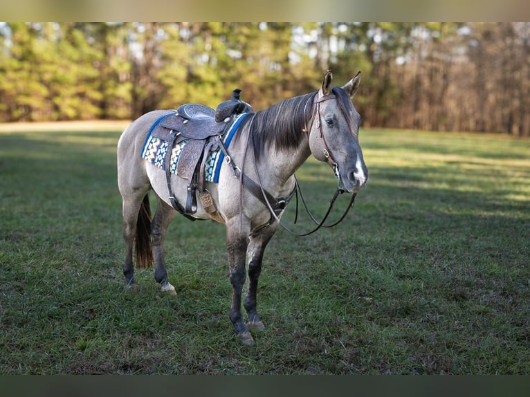 American Quarter Horse Castrone 7 Anni 157 cm Grullo in Manns Harbor