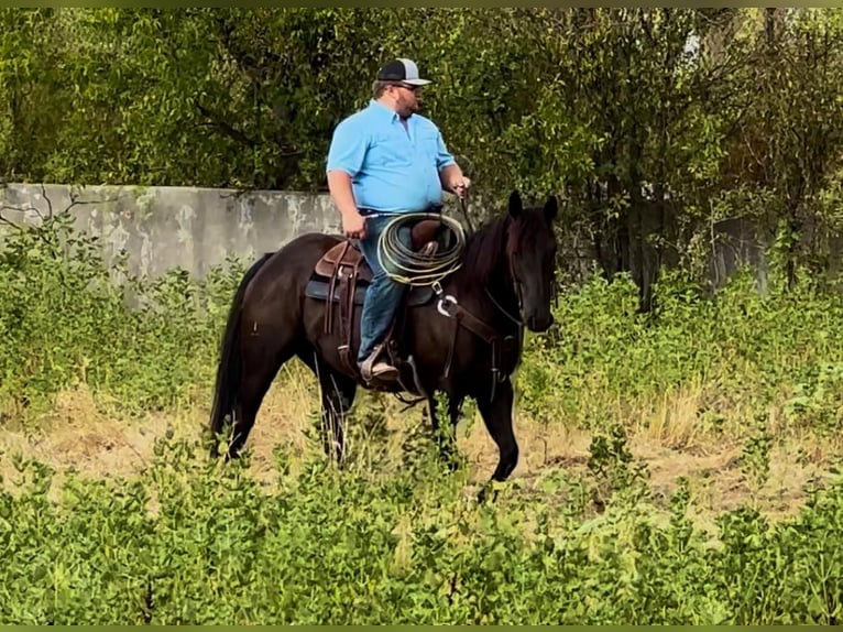 American Quarter Horse Castrone 7 Anni 157 cm Morello in Breckenridge TX