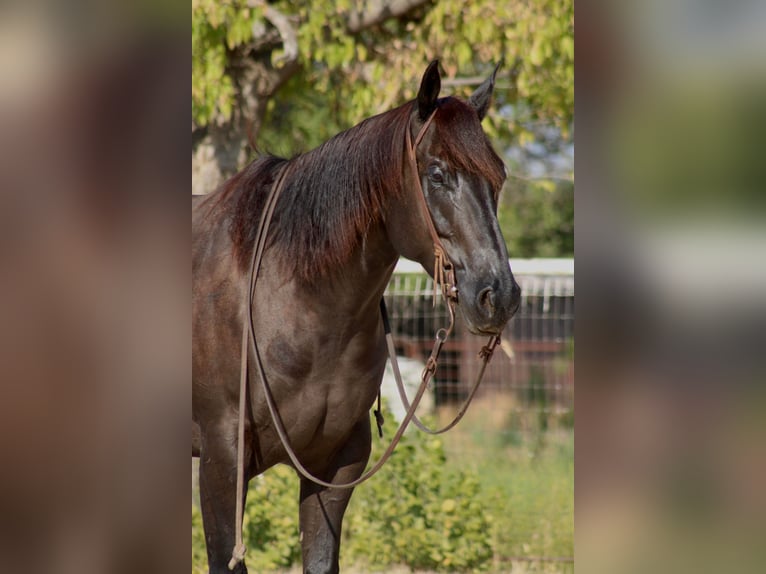 American Quarter Horse Castrone 7 Anni 157 cm Morello in Breckenridge TX