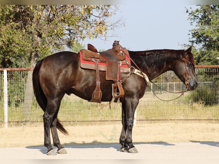 American Quarter Horse Castrone 7 Anni 157 cm Morello in Breckenridge TX