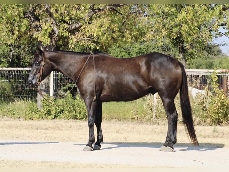 American Quarter Horse Castrone 7 Anni 157 cm Morello in Breckenridge TX