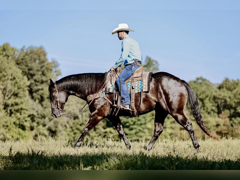 American Quarter Horse Castrone 7 Anni 157 cm Morello in Lyles, TN