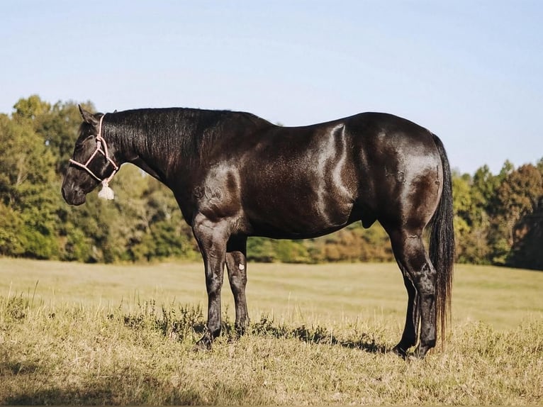 American Quarter Horse Castrone 7 Anni 157 cm Morello in Lyles, TN