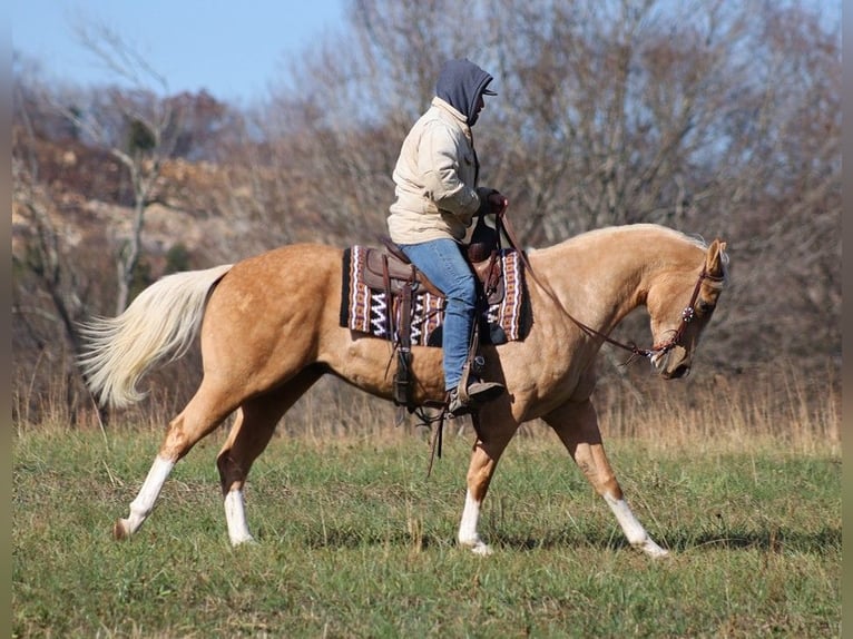 American Quarter Horse Castrone 7 Anni 157 cm Palomino in Brodhead Ky