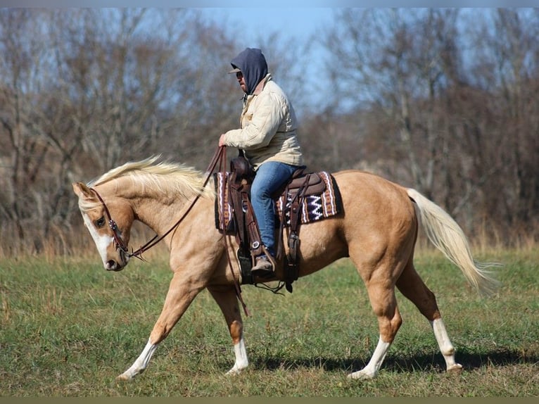 American Quarter Horse Castrone 7 Anni 157 cm Palomino in Brodhead Ky