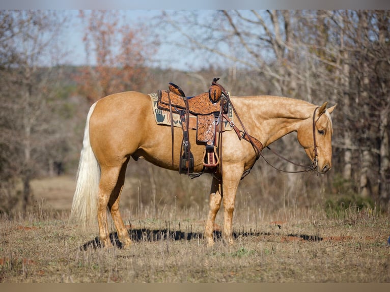 American Quarter Horse Castrone 7 Anni 157 cm Palomino in Rusk TX