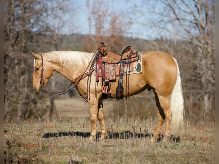 American Quarter Horse Castrone 7 Anni 157 cm Palomino in Rusk TX