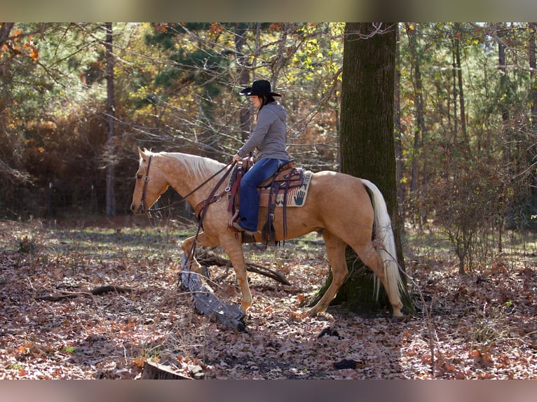 American Quarter Horse Castrone 7 Anni 157 cm Palomino in Rusk TX