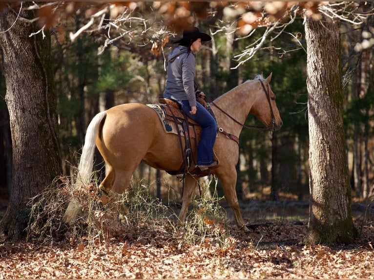 American Quarter Horse Castrone 7 Anni 157 cm Palomino in Rusk TX