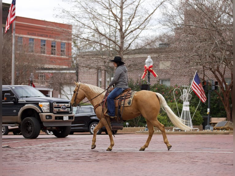 American Quarter Horse Castrone 7 Anni 157 cm Palomino in Rusk TX