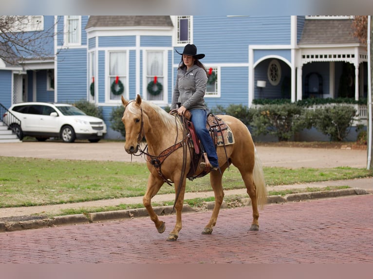 American Quarter Horse Castrone 7 Anni 157 cm Palomino in Rusk TX