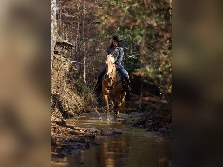 American Quarter Horse Castrone 7 Anni 157 cm Palomino in Rusk TX