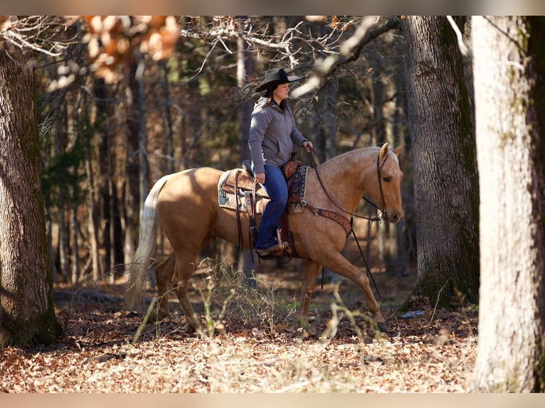 American Quarter Horse Castrone 7 Anni 157 cm Palomino in Rusk TX