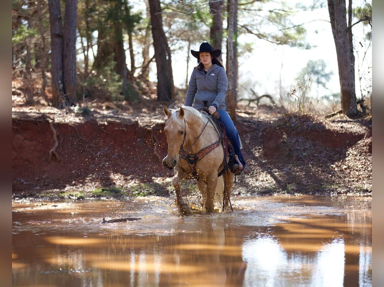 American Quarter Horse Castrone 7 Anni 157 cm Palomino in Rusk TX