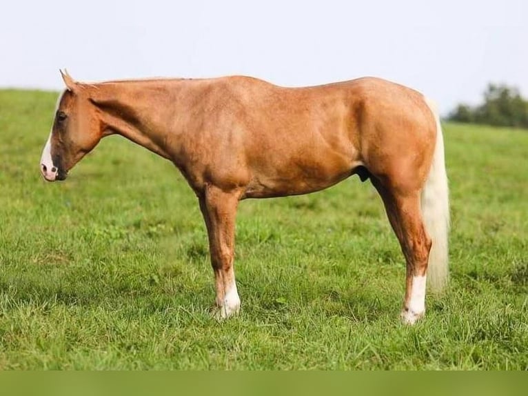 American Quarter Horse Castrone 7 Anni 157 cm Palomino in Ewing, KY