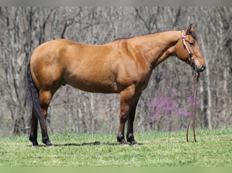 American Quarter Horse Castrone 7 Anni 157 cm Pelle di daino in Mount Vernon KY