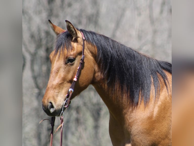 American Quarter Horse Castrone 7 Anni 157 cm Pelle di daino in Mount Vernon KY