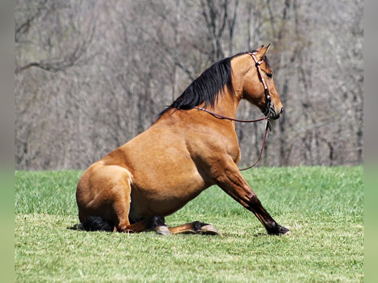 American Quarter Horse Castrone 7 Anni 157 cm Pelle di daino in Mount Vernon KY