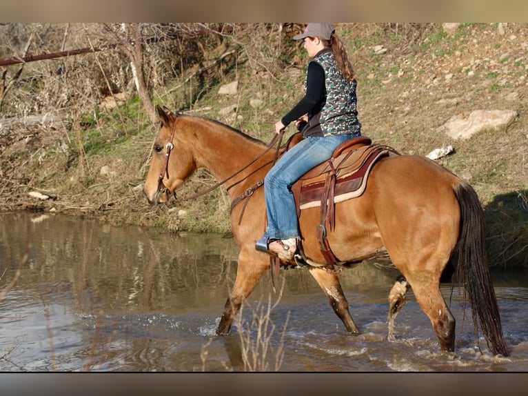 American Quarter Horse Castrone 7 Anni 157 cm Pelle di daino in Brickenridge TX