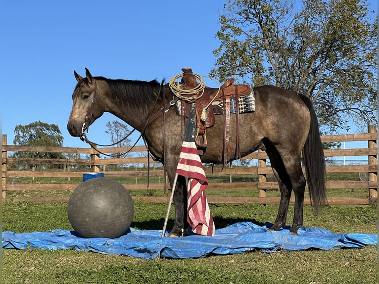 American Quarter Horse Castrone 7 Anni 157 cm Pelle di daino in Allenwood