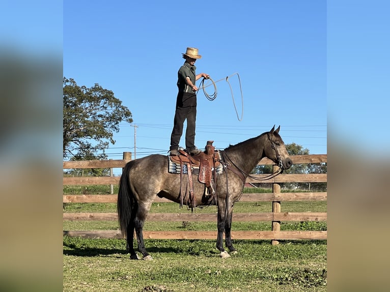 American Quarter Horse Castrone 7 Anni 157 cm Pelle di daino in Allenwood