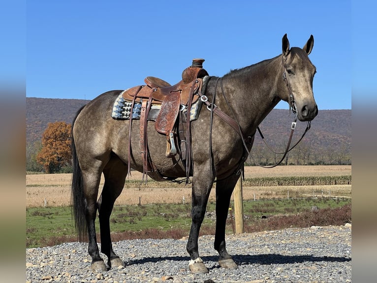 American Quarter Horse Castrone 7 Anni 157 cm Pelle di daino in Allenwood