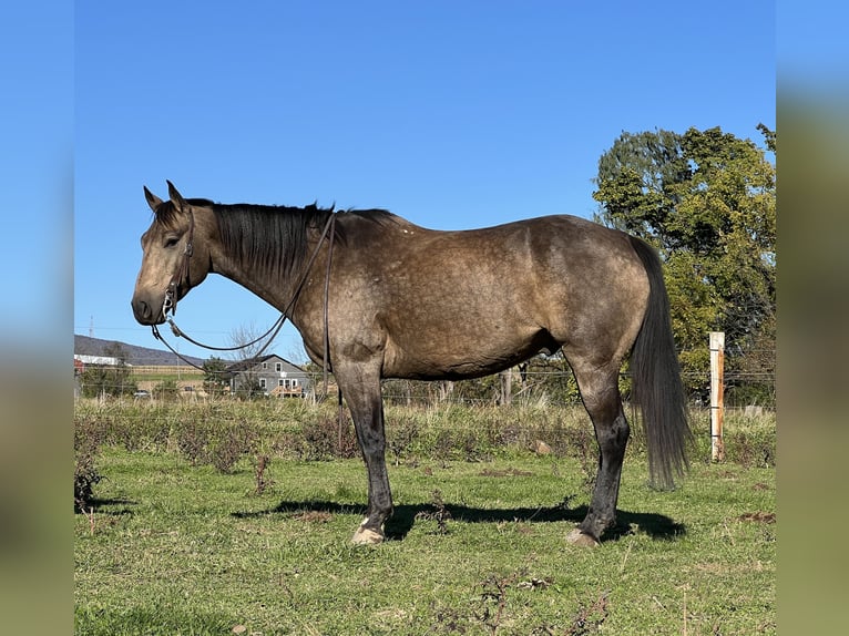 American Quarter Horse Castrone 7 Anni 157 cm Pelle di daino in Allenwood