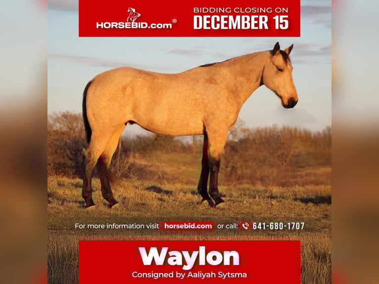 American Quarter Horse Castrone 7 Anni 157 cm Pelle di daino in Plano