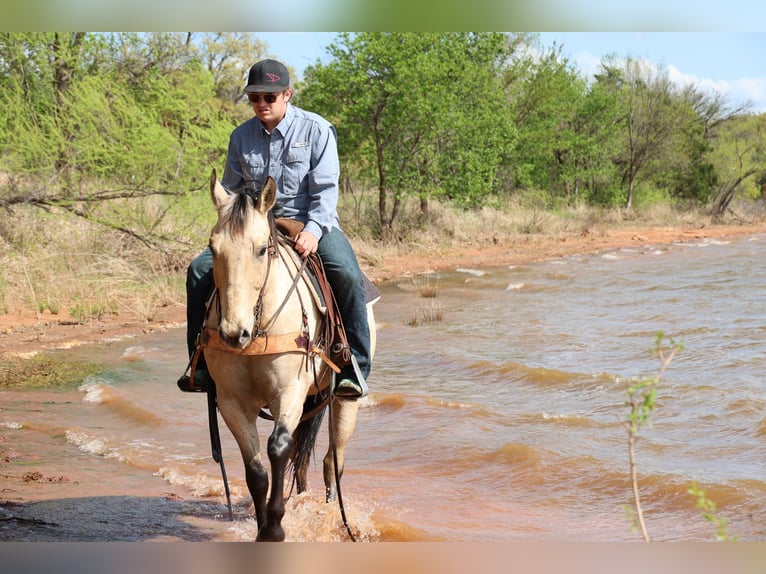 American Quarter Horse Castrone 7 Anni 157 cm Pelle di daino in Ripley