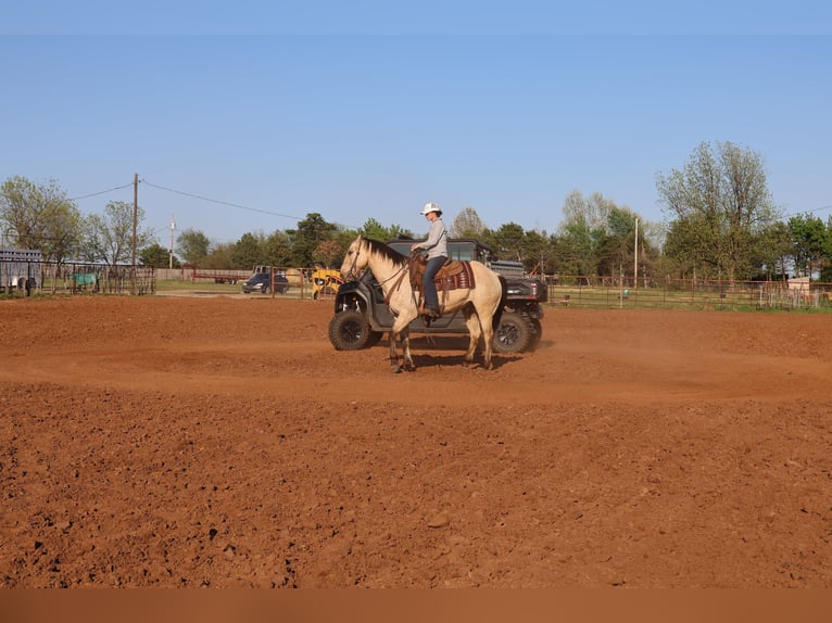 American Quarter Horse Castrone 7 Anni 157 cm Pelle di daino in Ripley
