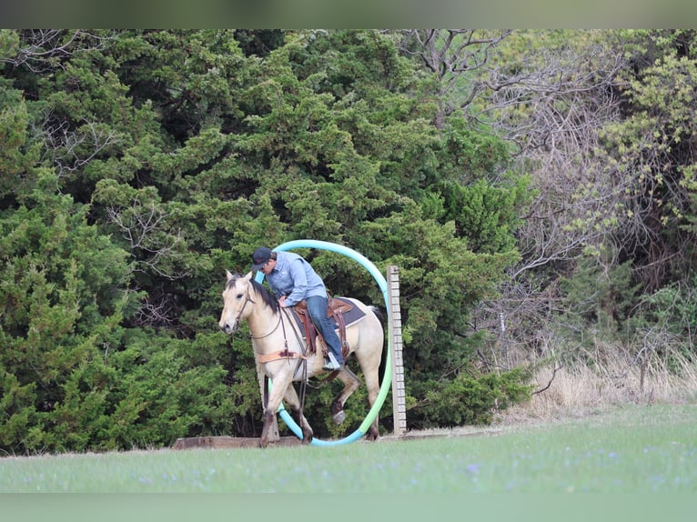 American Quarter Horse Castrone 7 Anni 157 cm Pelle di daino in Ripley
