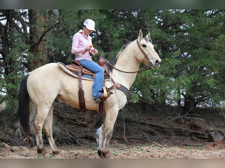 American Quarter Horse Castrone 7 Anni 157 cm Pelle di daino in Ripley