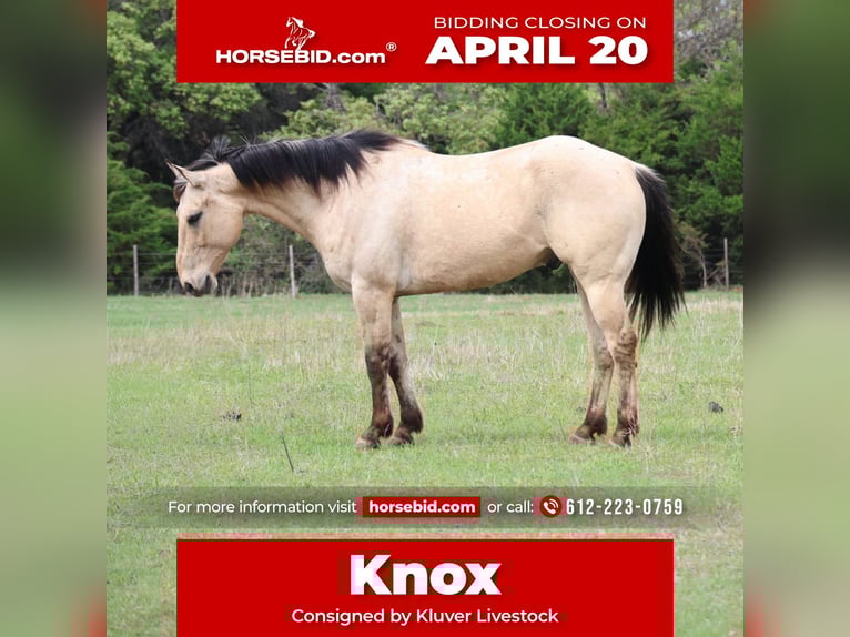 American Quarter Horse Castrone 7 Anni 157 cm Pelle di daino in Ripley