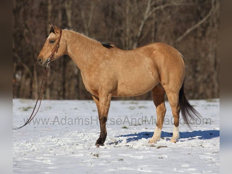 American Quarter Horse Castrone 7 Anni 157 cm Pelle di daino in Mount Vernon