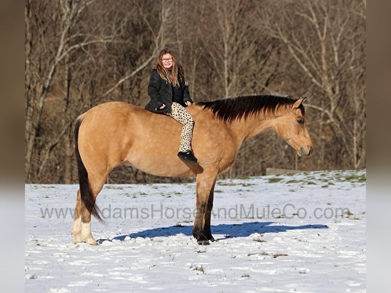 American Quarter Horse Castrone 7 Anni 157 cm Pelle di daino in Mount Vernon