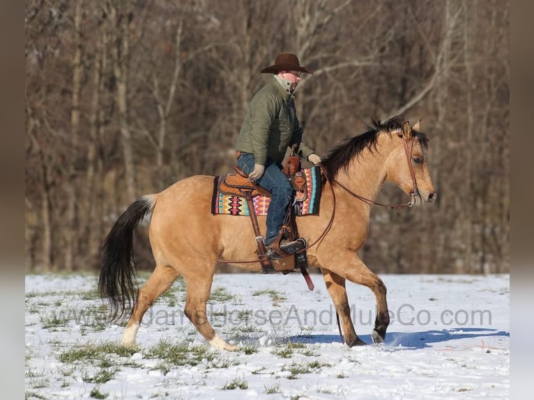 American Quarter Horse Castrone 7 Anni 157 cm Pelle di daino in Mount Vernon