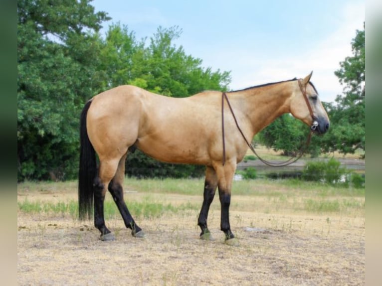 American Quarter Horse Castrone 7 Anni 157 cm Pelle di daino in weatherford TX