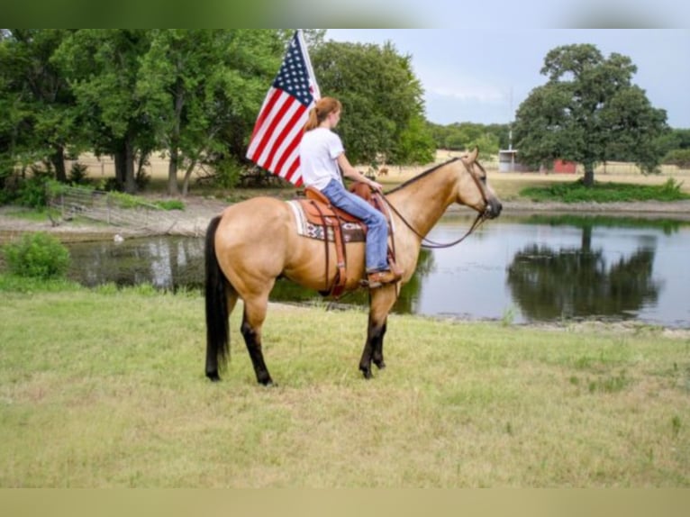 American Quarter Horse Castrone 7 Anni 157 cm Pelle di daino in weatherford TX