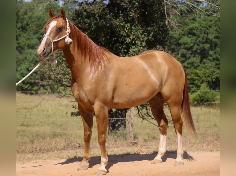 American Quarter Horse Castrone 7 Anni 157 cm Red dun in Rusk TX