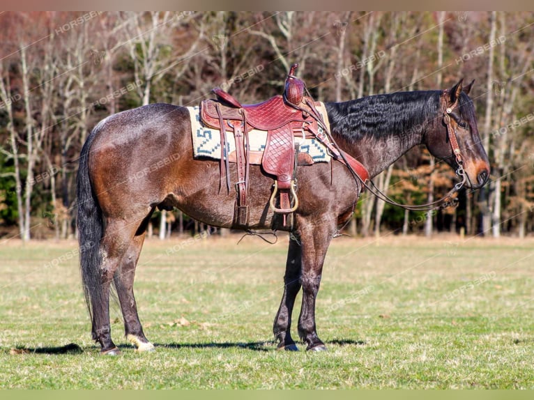 American Quarter Horse Castrone 7 Anni 157 cm Roano blu in Clarion