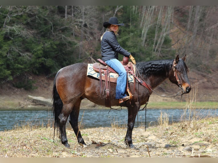 American Quarter Horse Castrone 7 Anni 157 cm Roano blu in Clarion