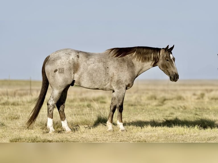 American Quarter Horse Castrone 7 Anni 157 cm Roano rosso in Canyon TX