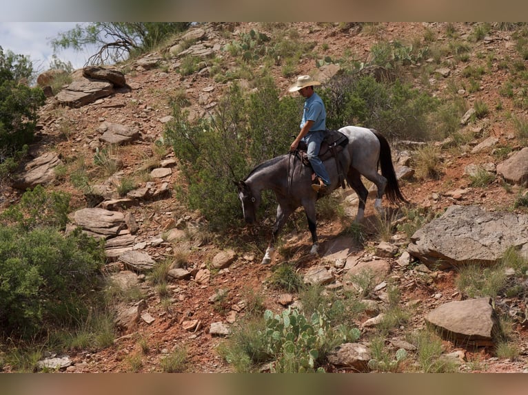 American Quarter Horse Castrone 7 Anni 157 cm Roano rosso in Canyon TX