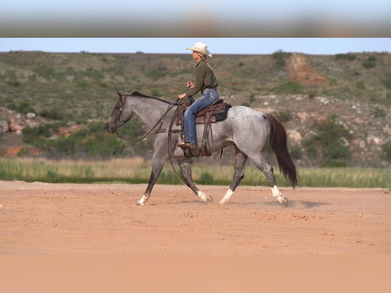 American Quarter Horse Castrone 7 Anni 157 cm Roano rosso in Canyon TX