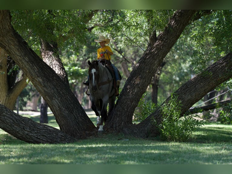 American Quarter Horse Castrone 7 Anni 157 cm Roano rosso in Canyon TX