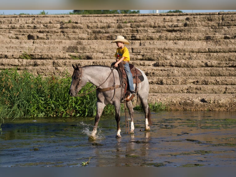 American Quarter Horse Castrone 7 Anni 157 cm Roano rosso in Canyon TX